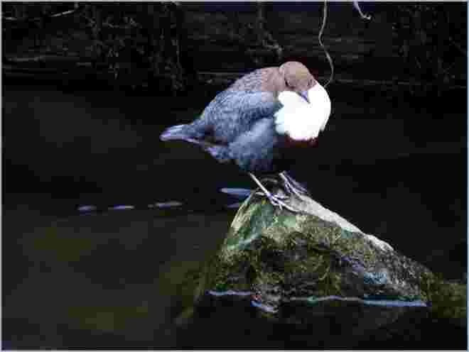 Wasseramsel in Pose 