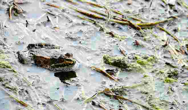 Frosch im Schaumbad
