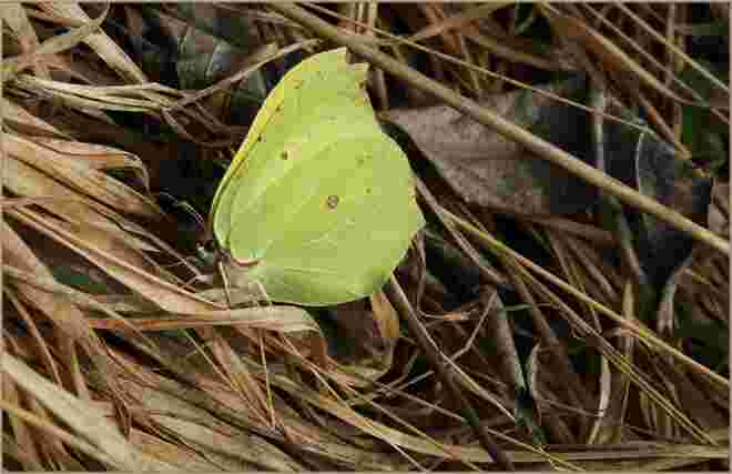 Der erste Zitronenfalter