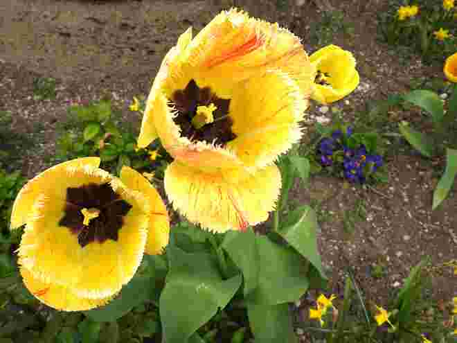 Schönheit der Tulpe