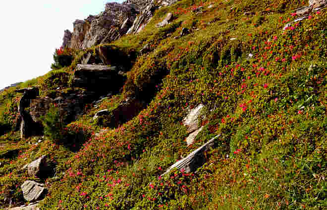 Almrausch geschmückte Felsen