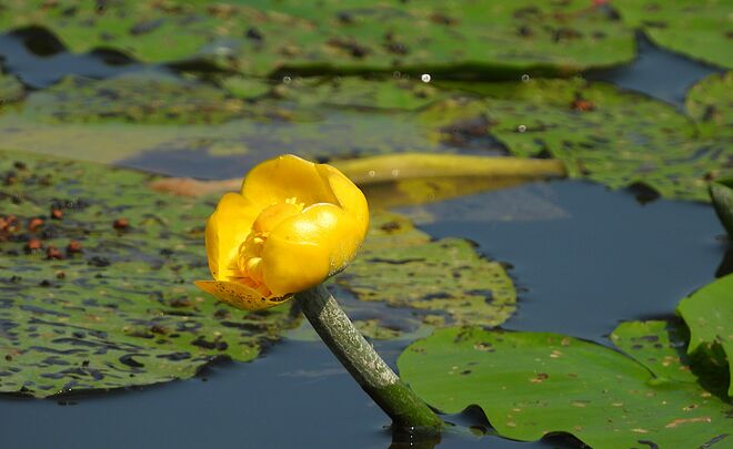 Die gelbe Teichrose
