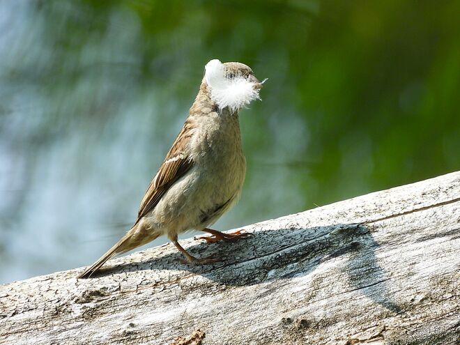 Eine Feder fürs Nest