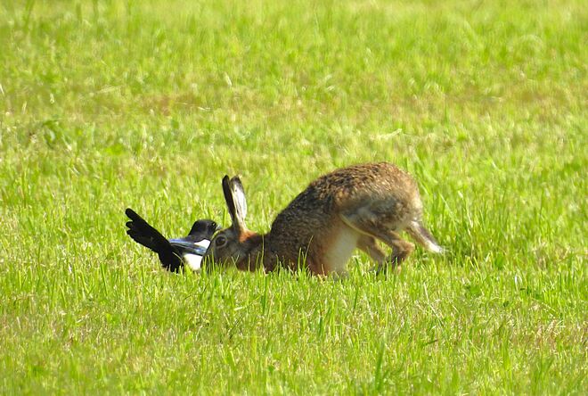 Doppelte Bruchlandung
