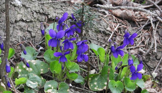 Die Veilchen in Blau