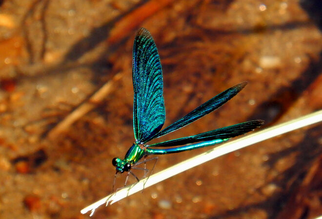 Schillernde Schönheit