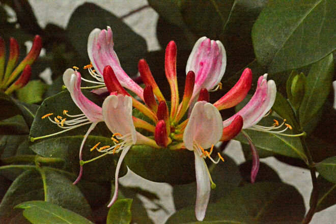 Unbekannte Strauchblüte