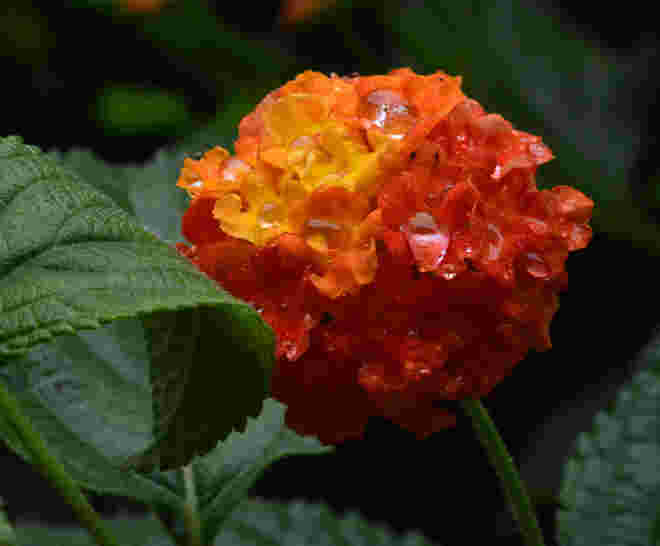 Wandelröschenblüte...