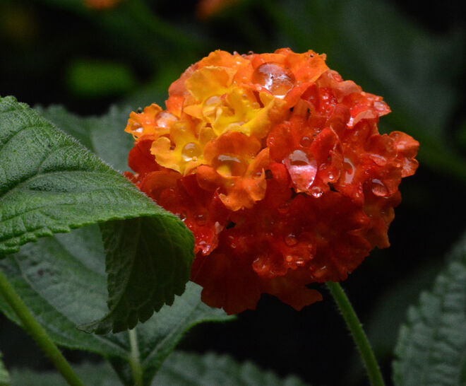 Wandelröschenblüte...