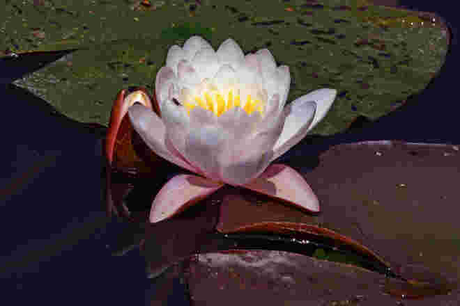 Seerose
