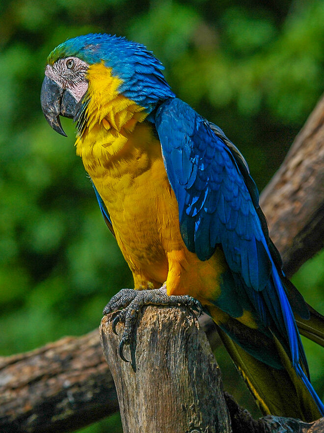 auf seinem Lieblingsplatz