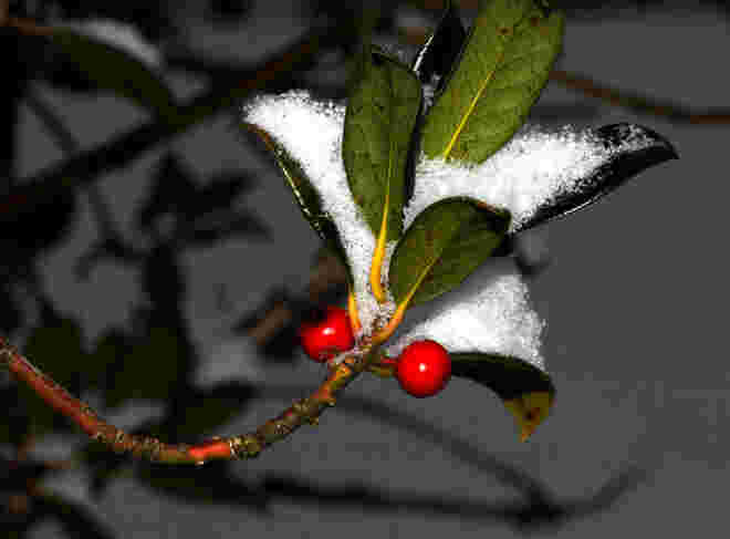 Blickfang im Winter!