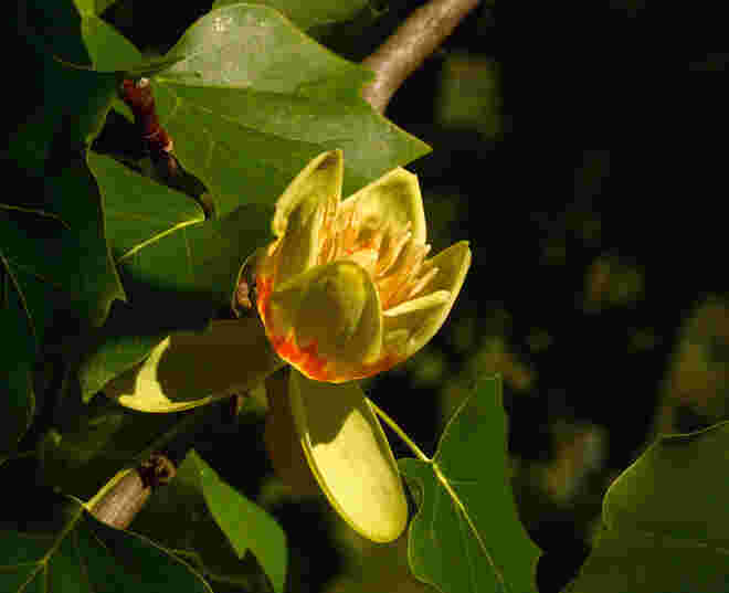 Tulpenbaumblüte