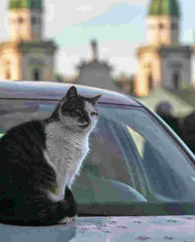Die Katze auf der warmen Kühlerhaube   ;  )
