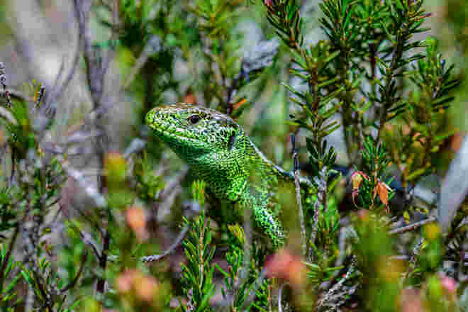 Eine Zauneidechse (Lacerta aglilis) auf dem Weg zu Steinalm.