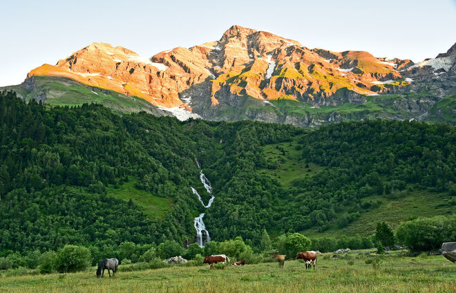 Kühe in der Glocknergruppe