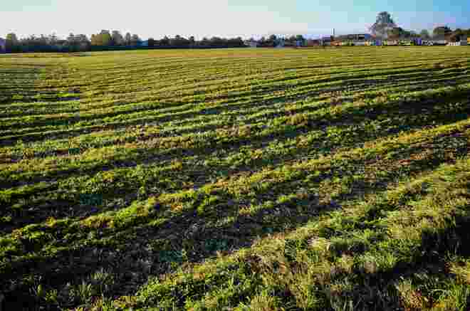 Wiese im Streiflicht...