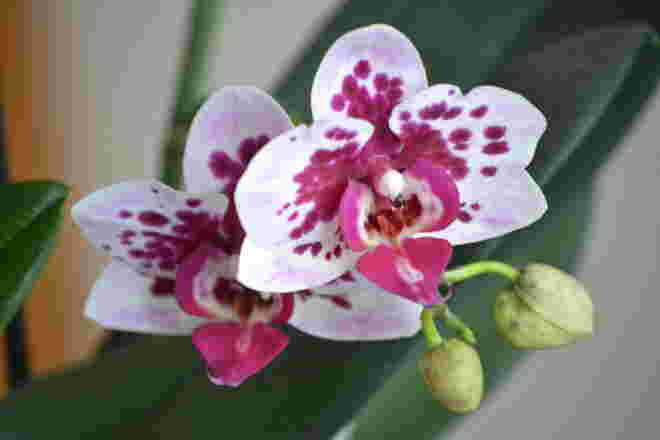 Meine Orchidee blüht wieder