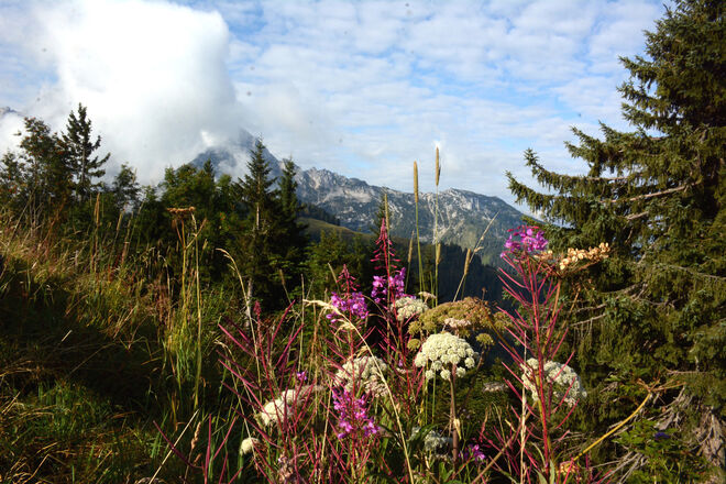 Herbstliches Roßfeld