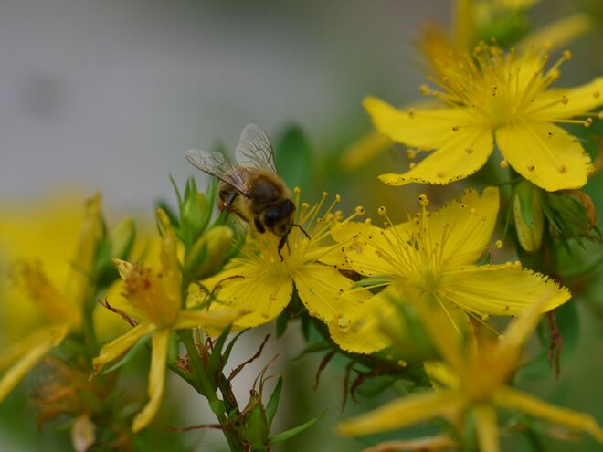 Johanniskraut für die Bienen