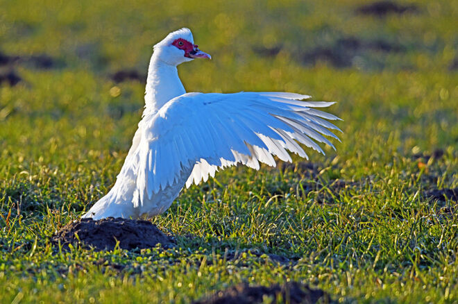 Ach, lieber Lenz, komm doch in meine Arme!