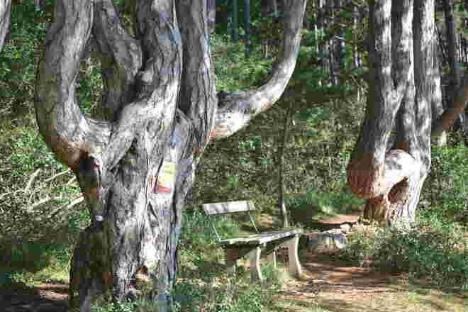 Sesselbäume