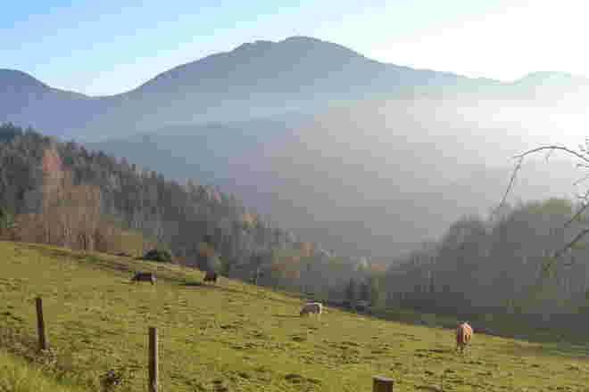 Kühe noch auf der Weide