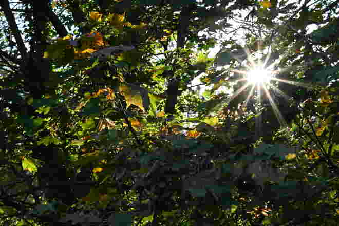 Herbstsonne