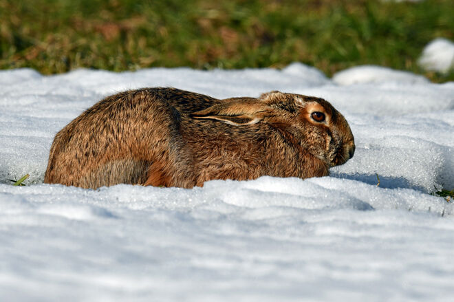 Die Abendsonne genießen und auf den Frühling warten