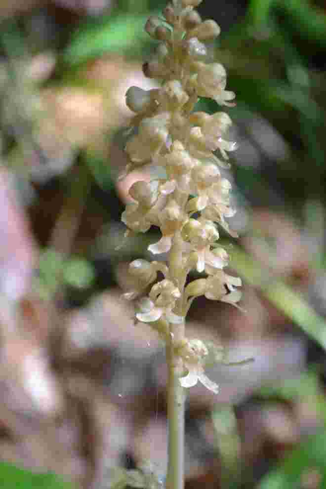 Vogel-Nestwurz, auch eine heimische Orchidee