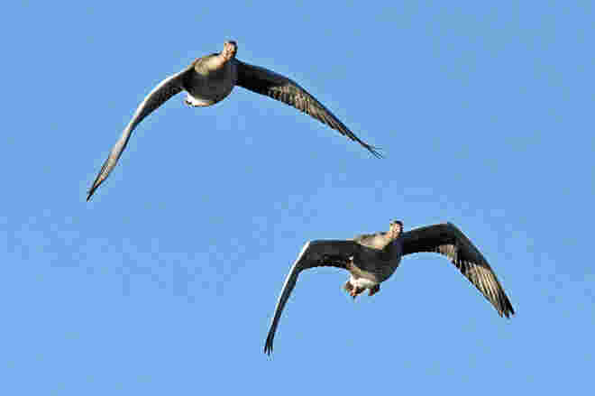 Flug der Wildgänse 3