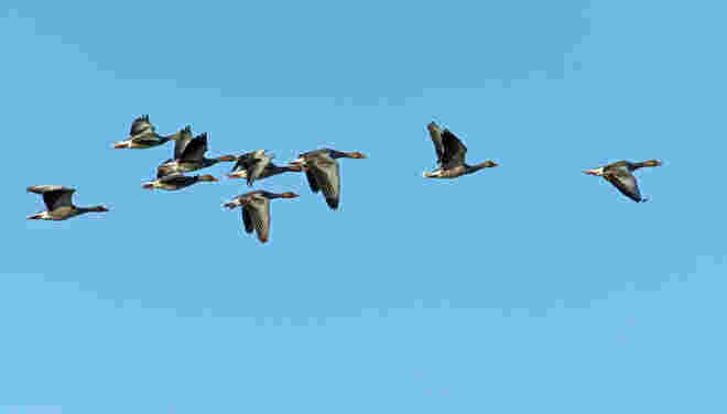 Flug der Wildgänse 2