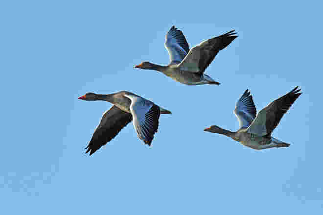 Flug der Wildgänse 1