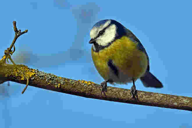 Augensternchen