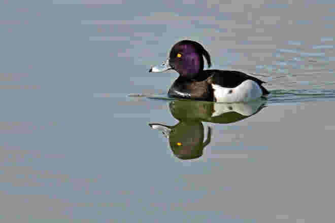 Spieglein, Spieglein ...