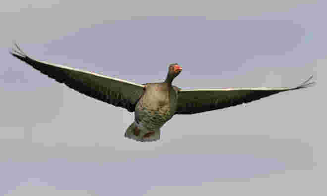 Die Überfliegerin