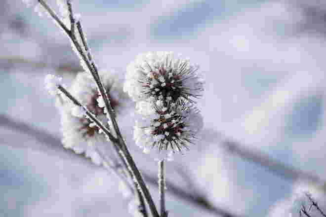 "Winterdistel"