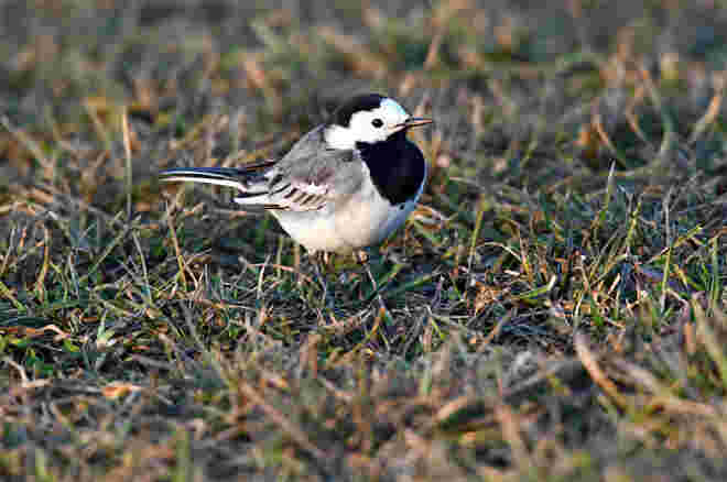 Auf Mückenjagd