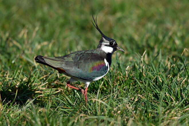Der auf den Regen pfeift