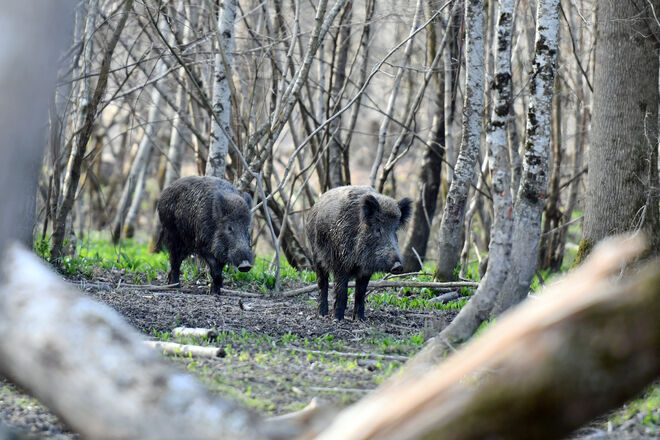 Paparazzo, deine Angst riecht wie wir!