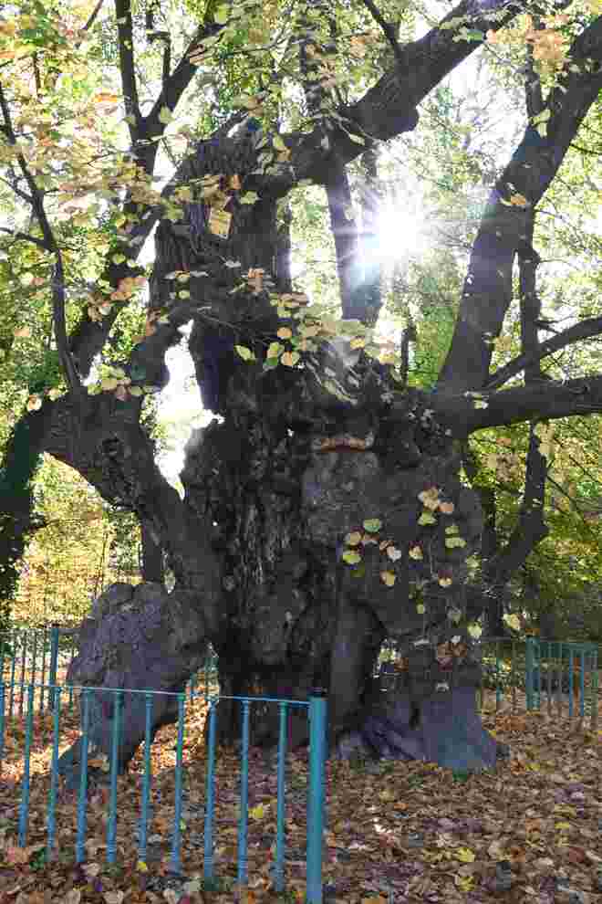  Naturdenkmal 1000jährige Linde im Schlosspark