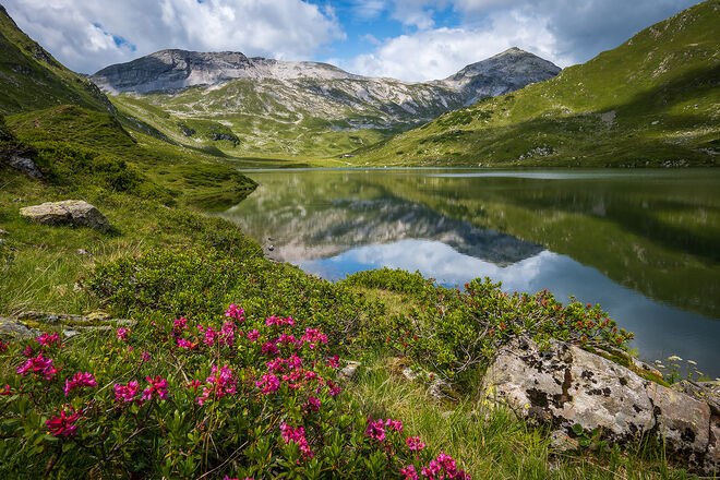 Almrauschblüte bei den Giglachseen