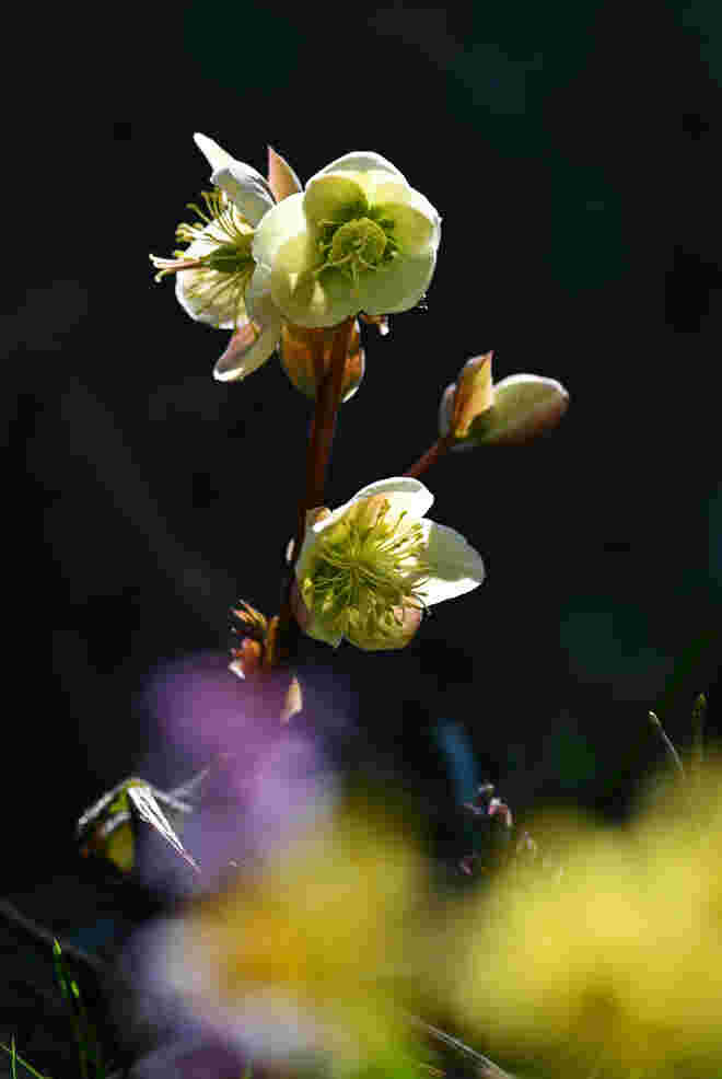 Schneerose mit Frühlingsgefühlen