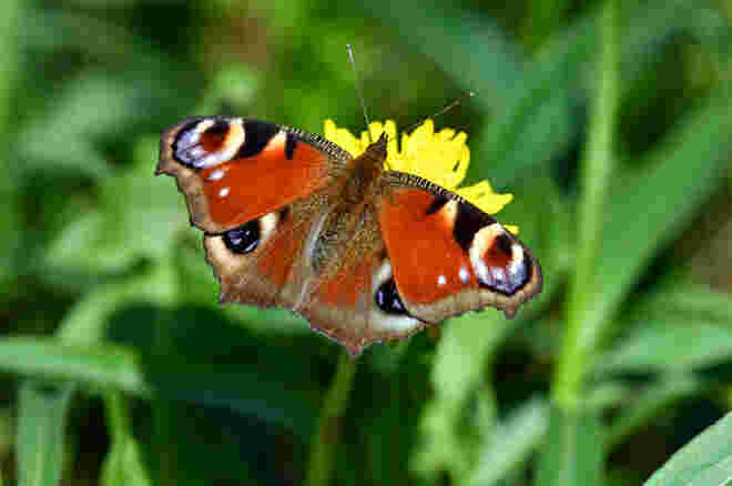 Der Frühling macht uns schöne Augen