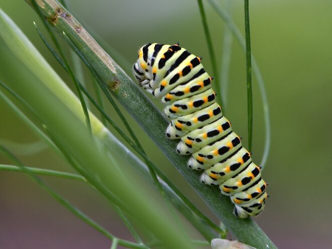 Schwalbenschwanzraupe