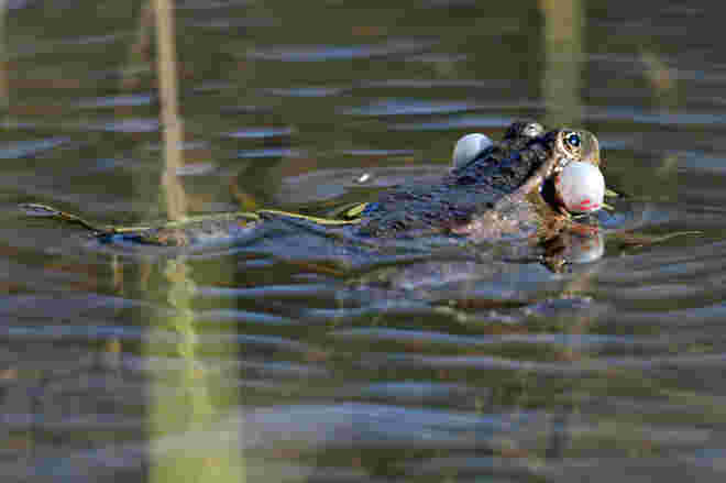 Frosch-Konzert