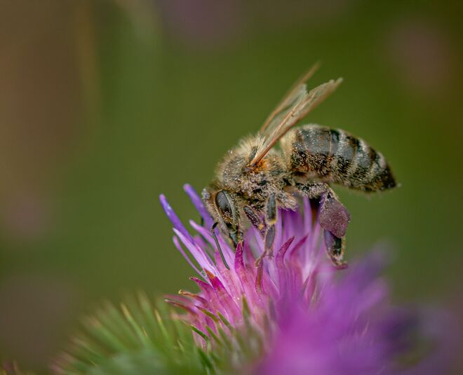 Auf einer Blumenwiese