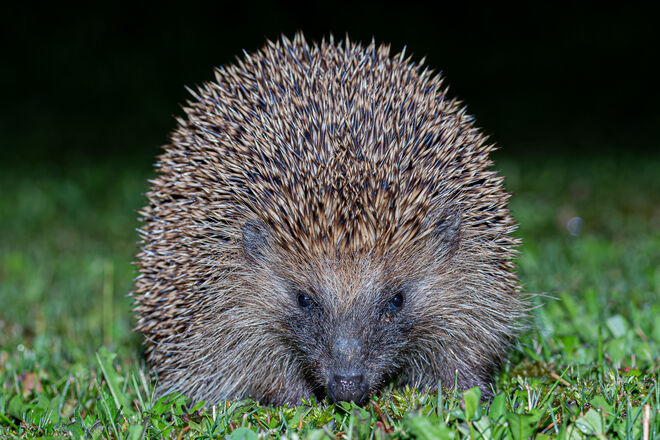 Ein Igel im Garten