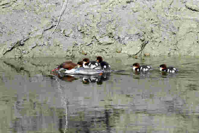 Wassertaxi Mama