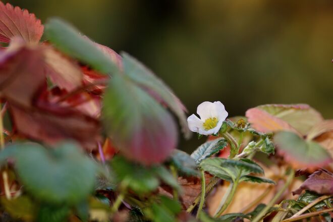 Blühendes Herbstlaub 